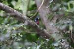 Black-and-red broadbill