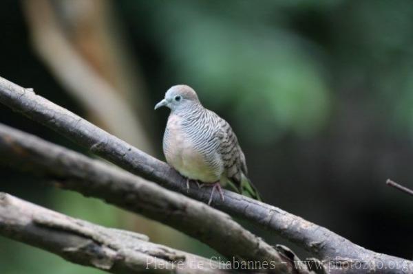 Zebra dove