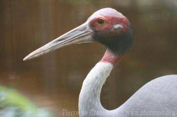 Indian sarus crane