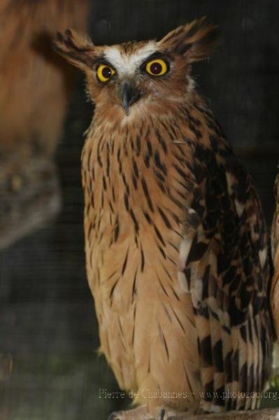 Buffy fish-owl