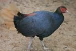 Crestless fireback pheasant