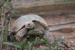 Burmese brown tortoise