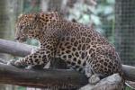 Indochinese leopard