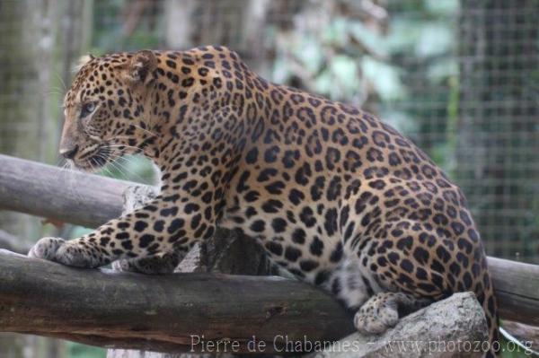 Indochinese leopard