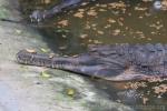 Malayan gharial