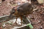 Lesser mousedeer