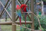 Green-winged macaw