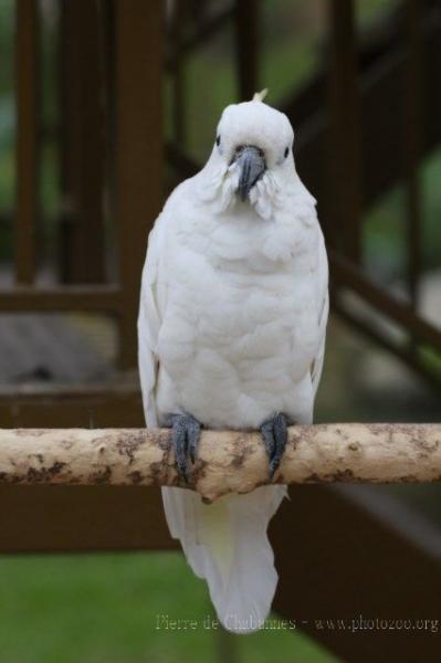 Yellow-crested cockatoo