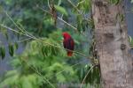 Eclectus parrot