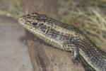 Rough-scaled plated lizard