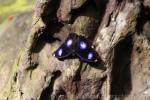 Great eggfly