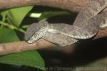 Shore pitviper