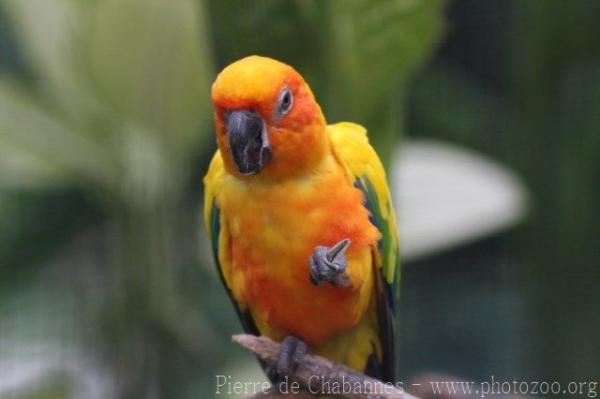 Sun parakeet