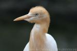 Asian cattle egret