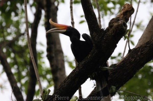 Bornean rhinoceros hornbill