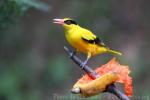 Black-naped oriole