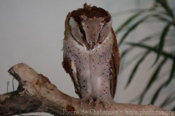 Oriental bay owl