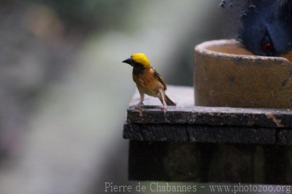 Baya weaver