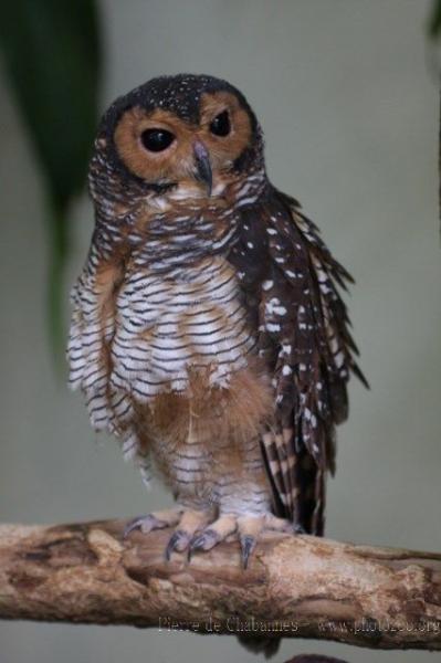 Spotted wood-owl