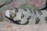 Snowflake moray