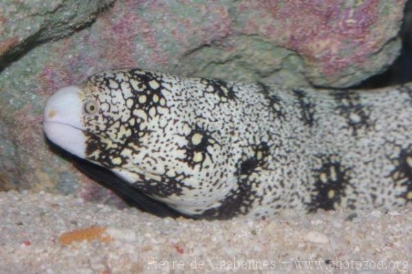 Snowflake moray