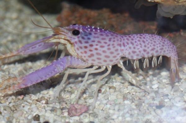 Violet-spotted Reef Lobster
