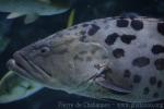 Potato grouper