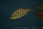 Spanish flag snapper