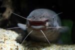 Electric catfish