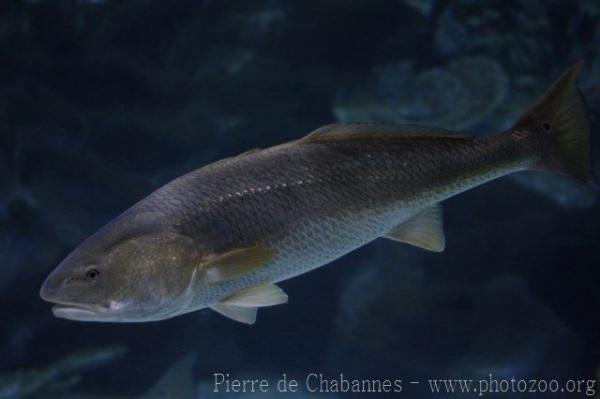 Red drum