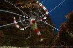 Banded coral shrimp