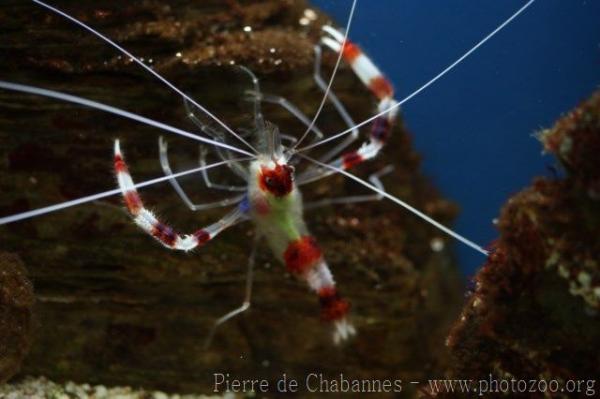 Banded coral shrimp