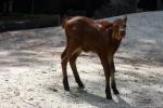 Indian gaur