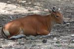 Javan banteng