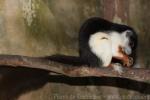 Prevost's squirrel