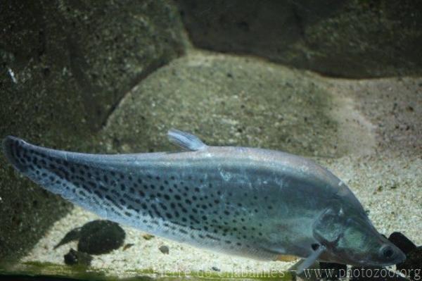 Indochina featherback
