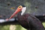 Storm's stork