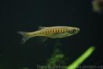 Golden-banded danio