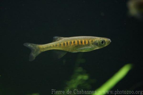 Golden-banded danio