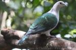 Green imperial-pigeon