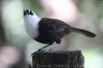Sumatran laughing-thrush