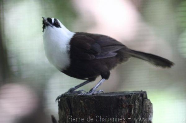 Sumatran laughing-thrush