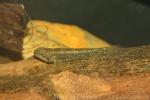 Golden tank goby