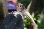 Marabou stork