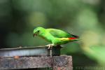 Blue-crowned hanging-parrot