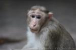 Bonnet macaque