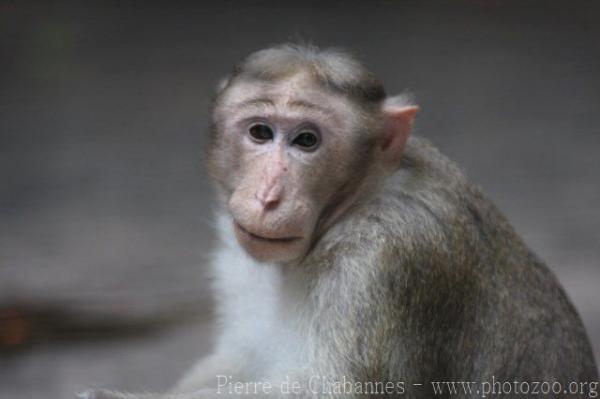 Bonnet macaque