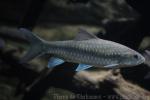 Bluefin mahseer