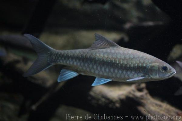 Bluefin mahseer