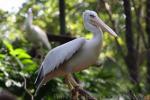 Pink-backed pelican